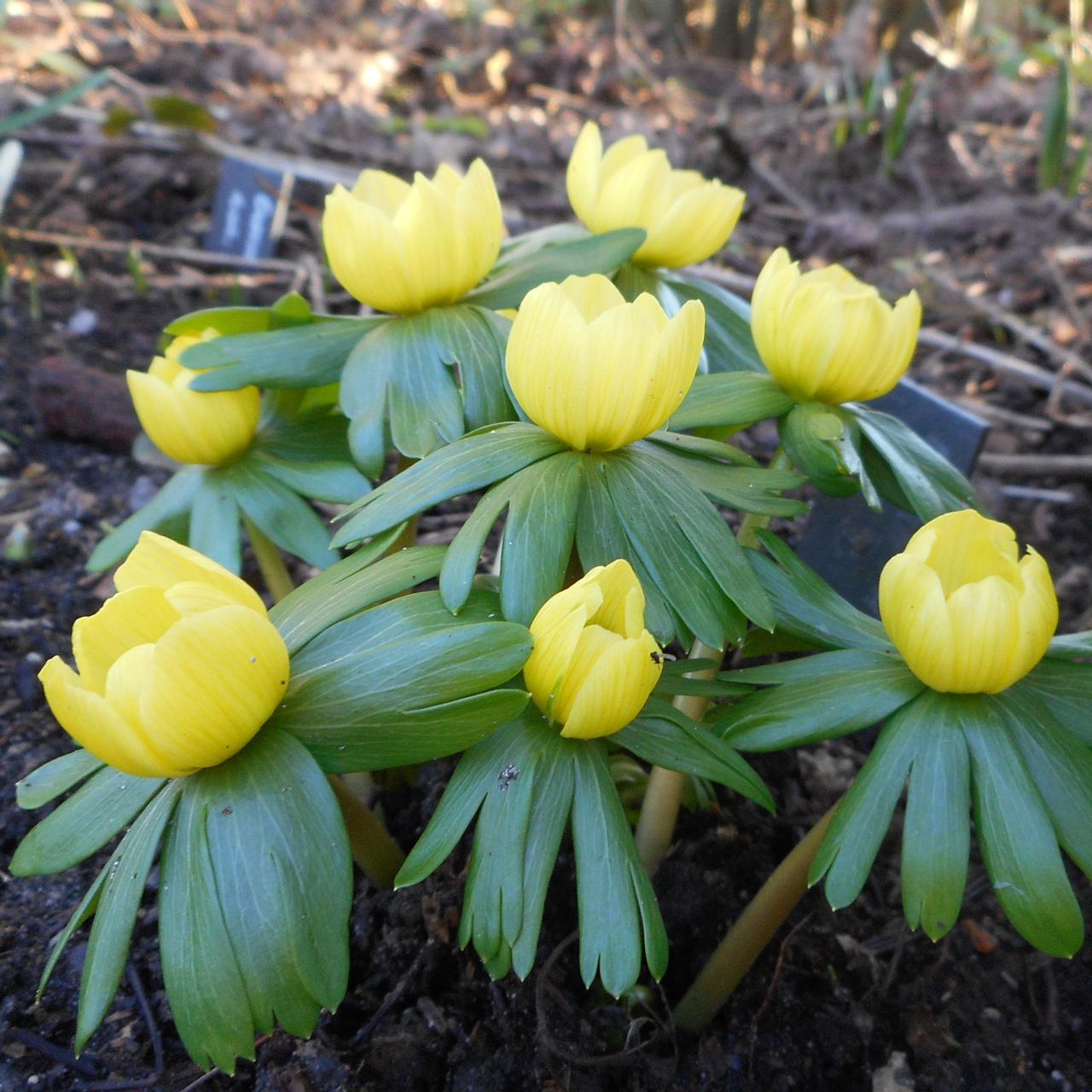 Eranthis hyemalis 'Birte' plant