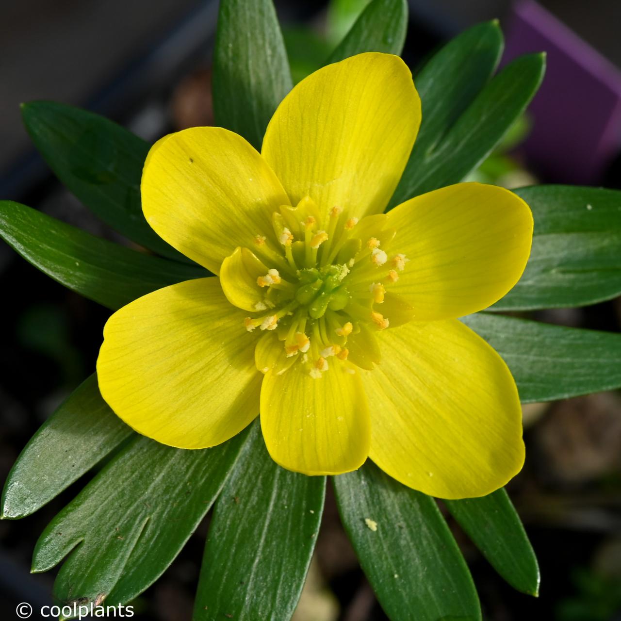 Eranthis hyemalis 'Hafod' plant