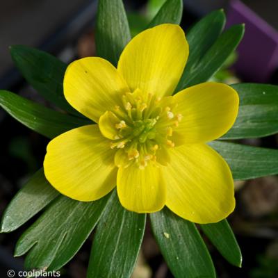 eranthis-hyemalis-hafod