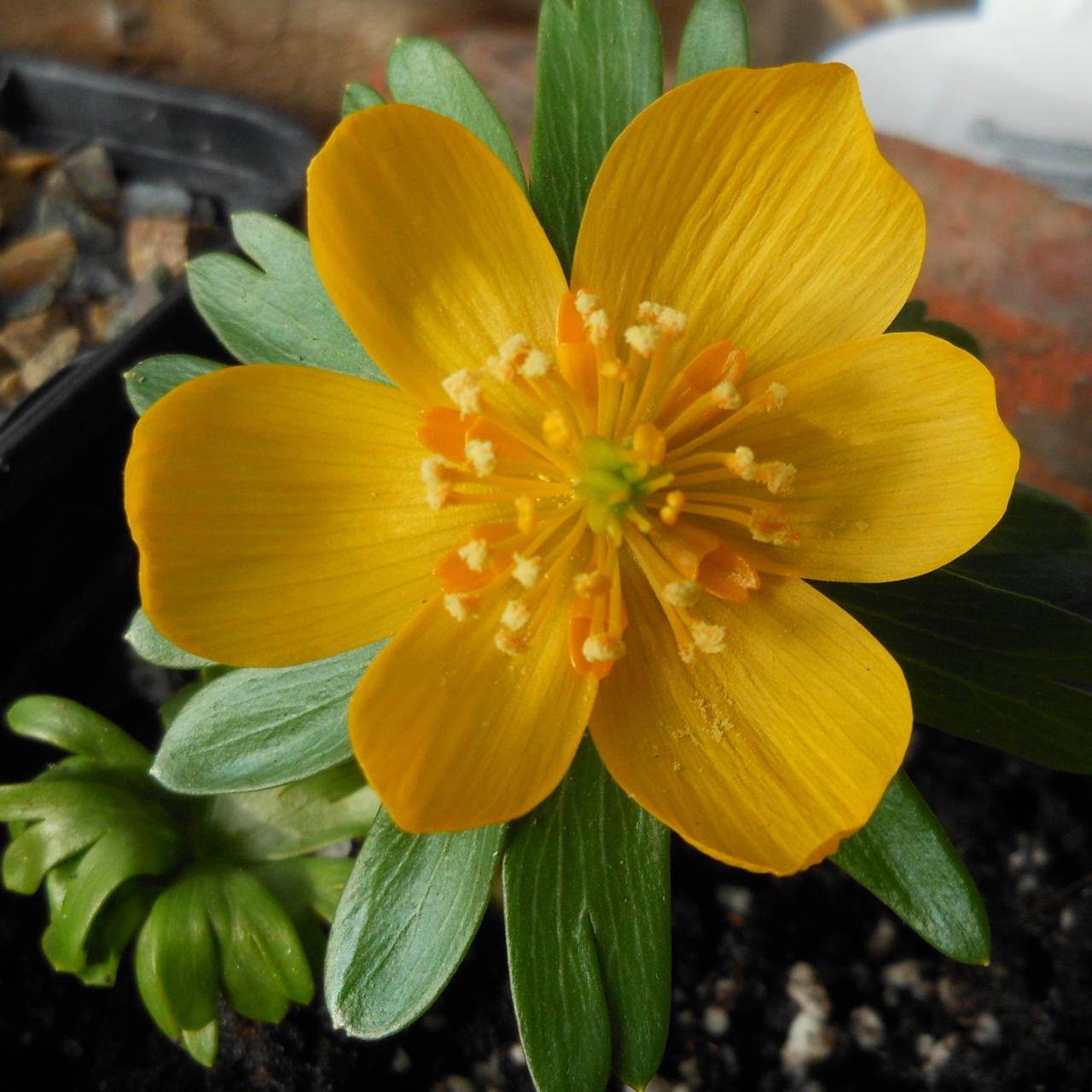 Eranthis hyemalis 'Karen' plant