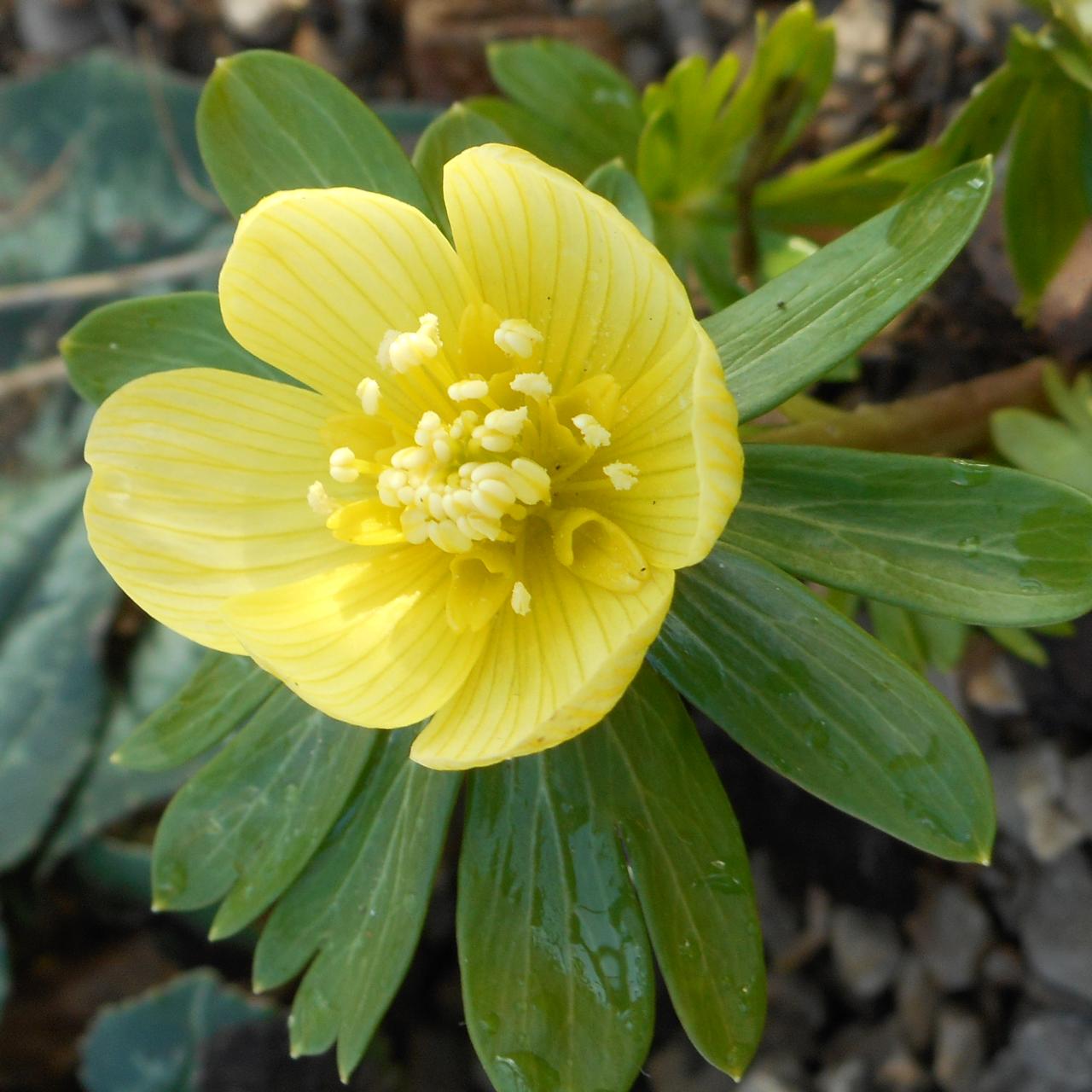 Eranthis hyemalis 'Lightning' plant