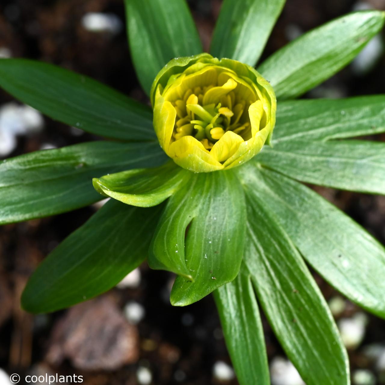 Eranthis hyemalis 'Noel Ayres' plant