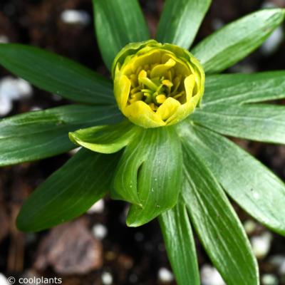 eranthis-hyemalis-noel-ayres