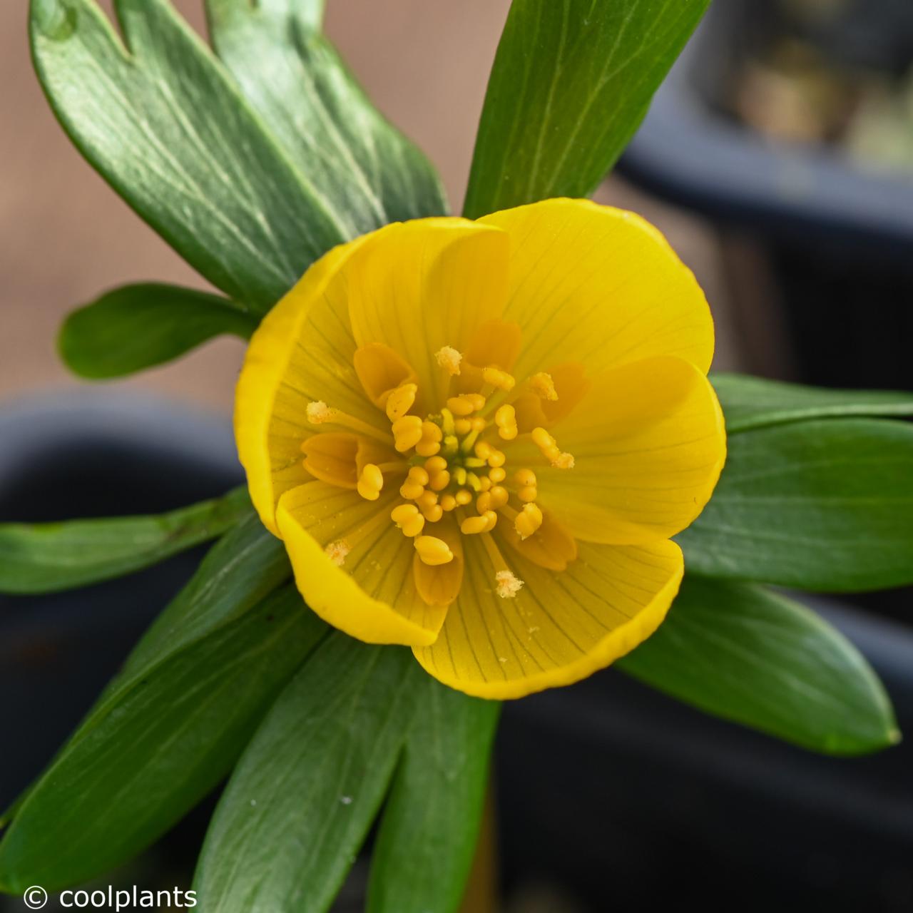Eranthis hyemalis 'Orange Glow' plant