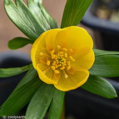 eranthis-hyemalis-orange-glow