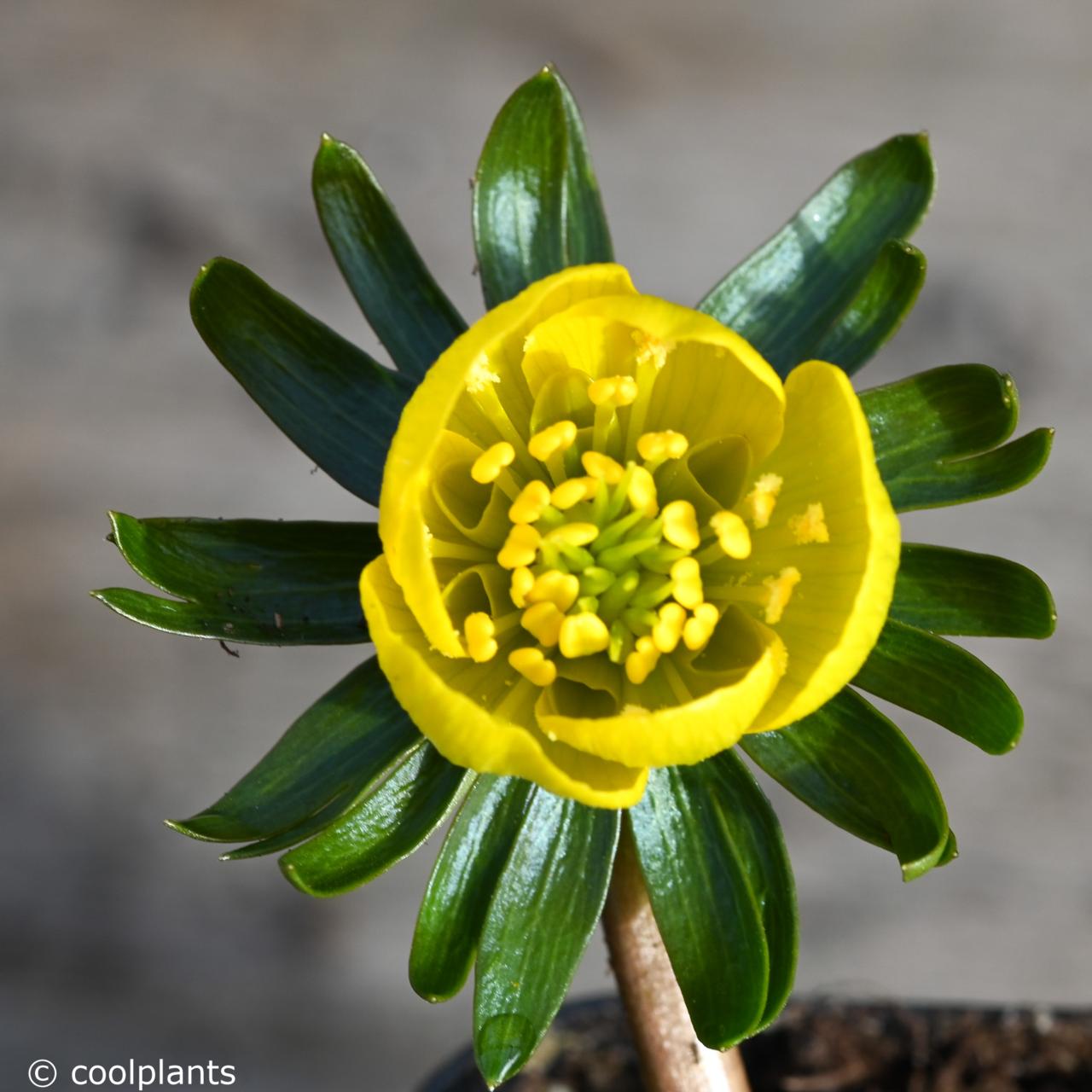 Eranthis hyemalis 'Sachsengold' plant