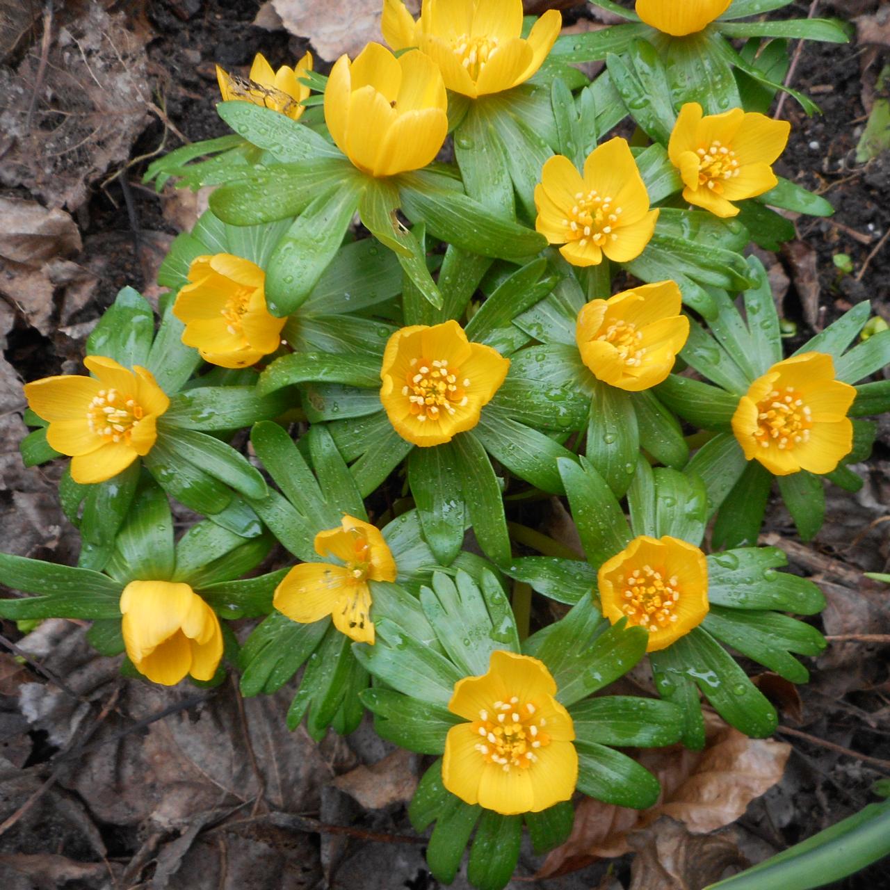 Eranthis hyemalis 'Schlyters Orange' plant