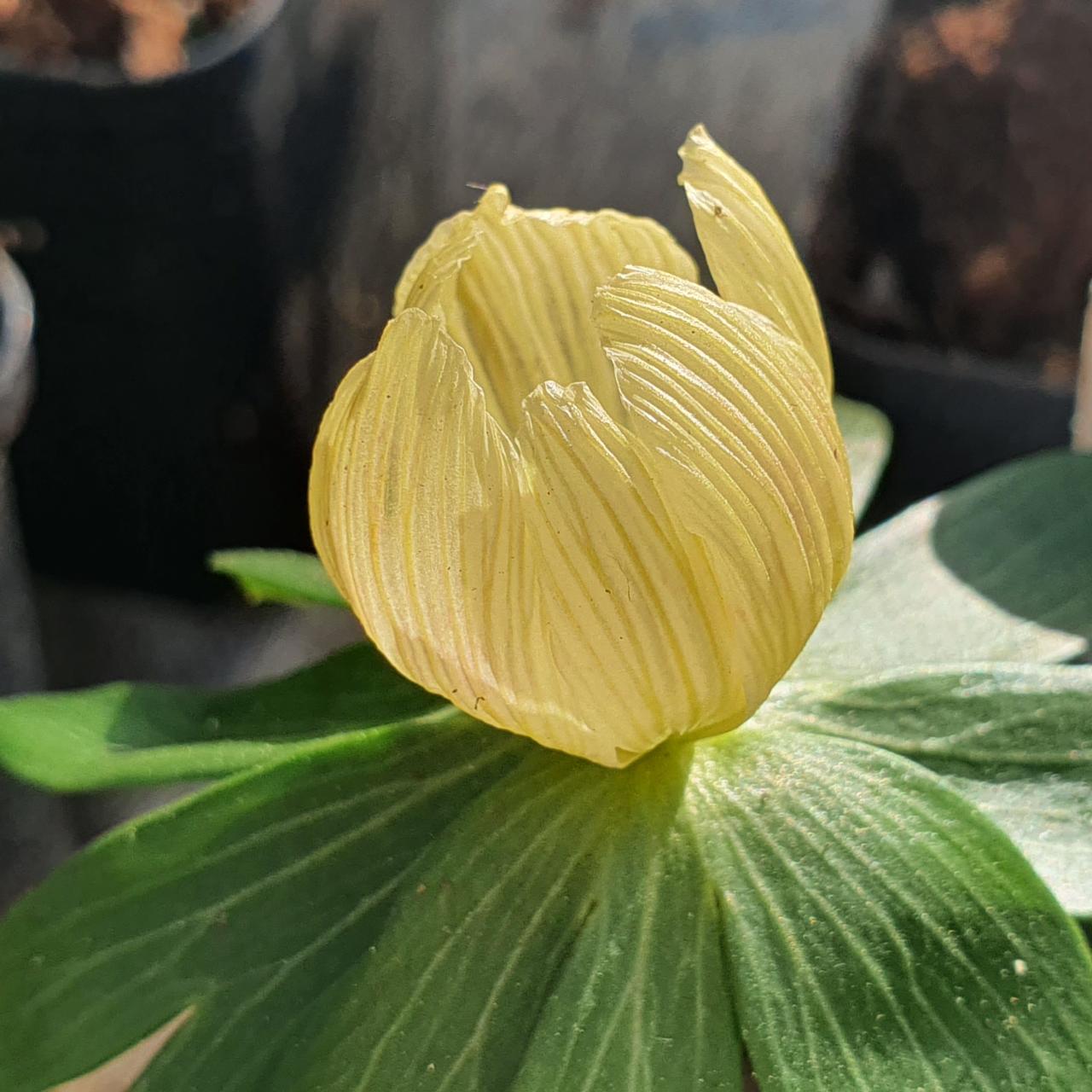 Eranthis hyemalis 'Schwefelglanz' plant