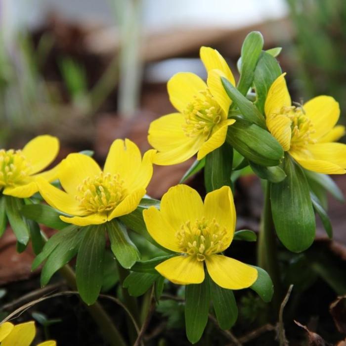 Eranthis hyemalis plant