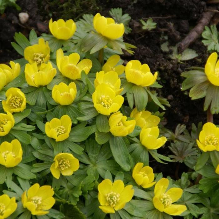 Eranthis hyemalis plant