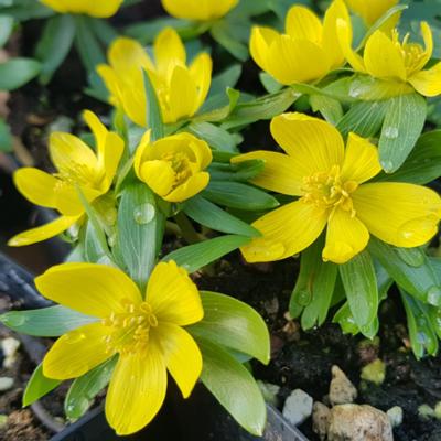 eranthis-hyemalis