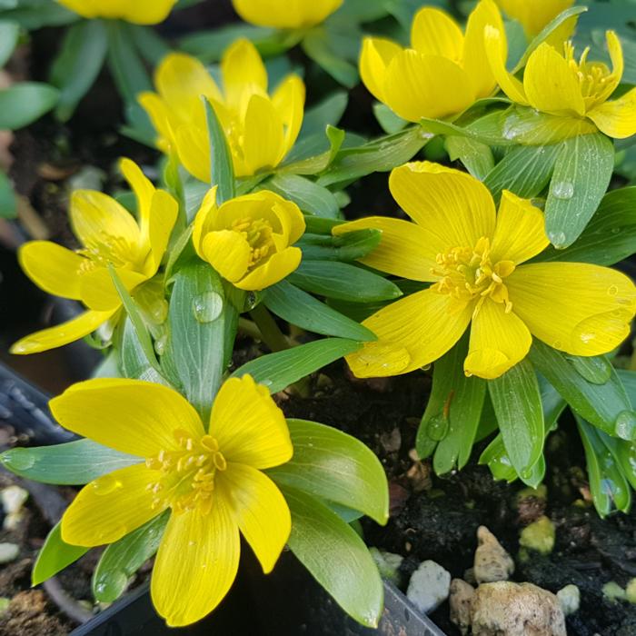 Eranthis hyemalis plant