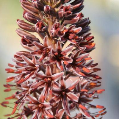 eremurus-cristatus