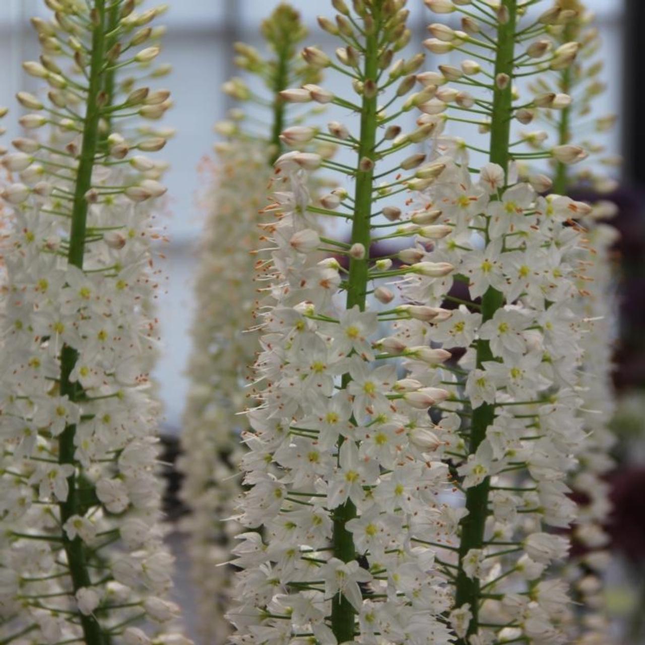 Eremurus himalaicus plant