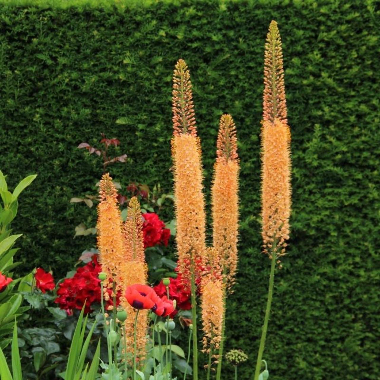 Eremurus isab. 'Cleopatra' plant