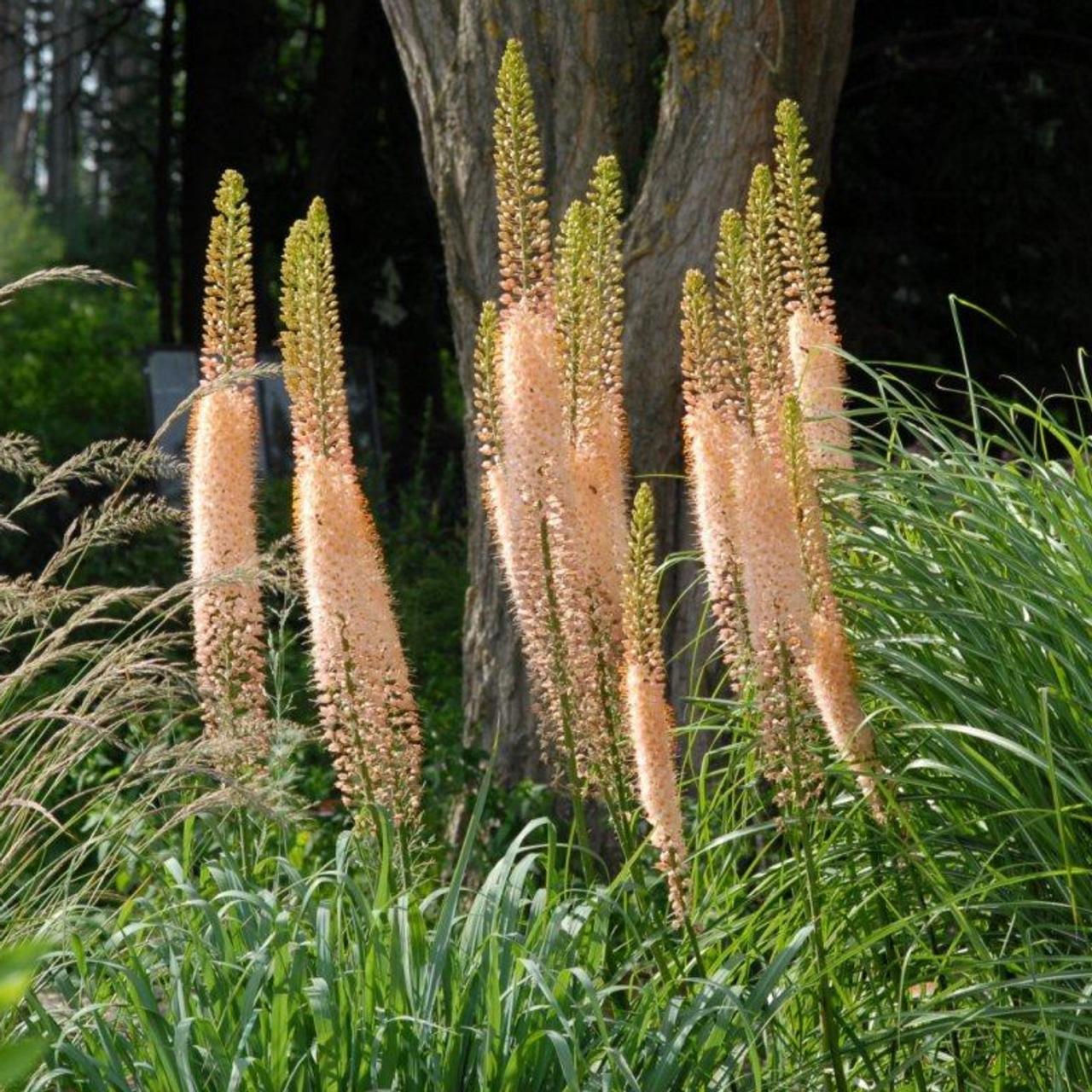 Eremurus isab. 'Romance' plant