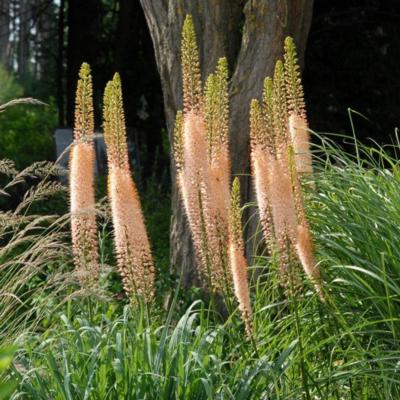 eremurus-isab-romance