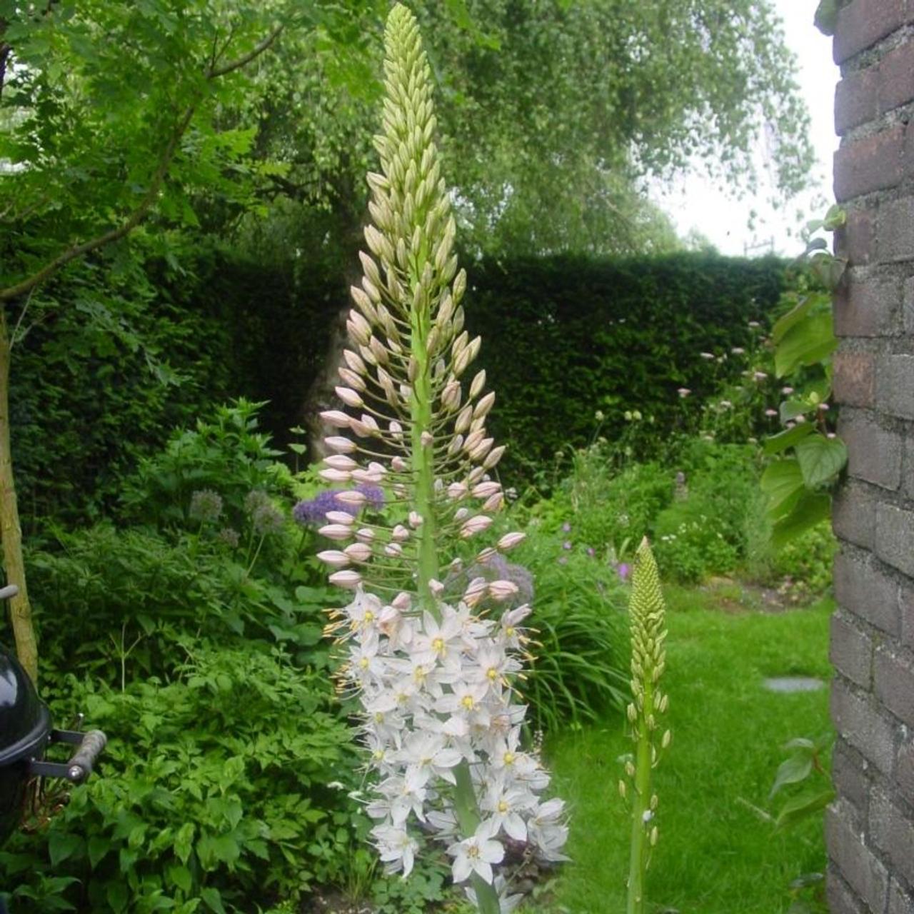 Eremurus robustus plant