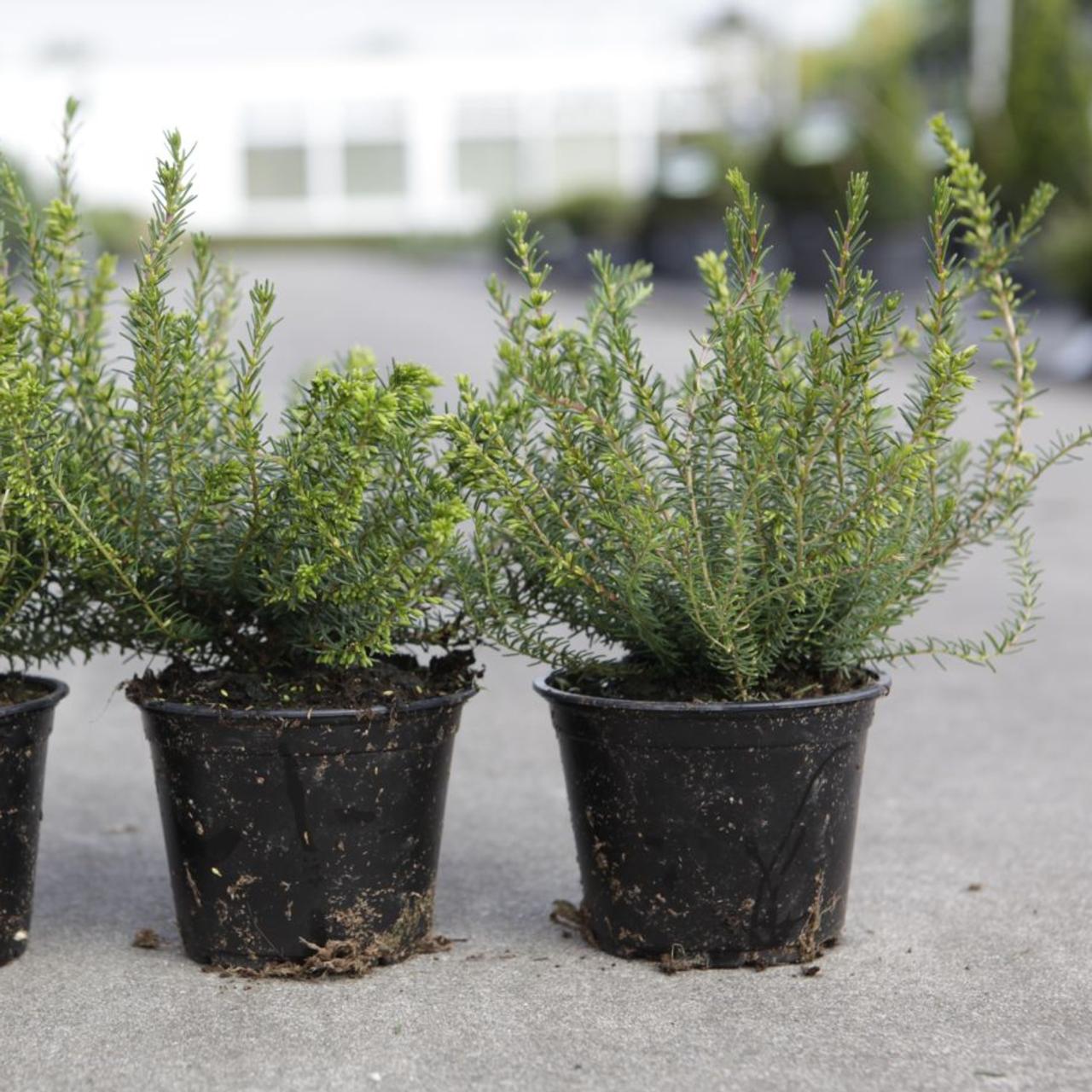 Erica carnea plant