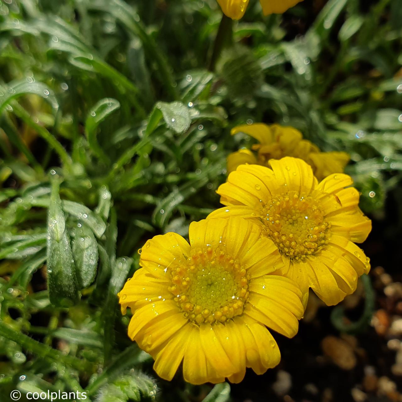 Erigeron chrysopsidis 'Grand Ridge' plant