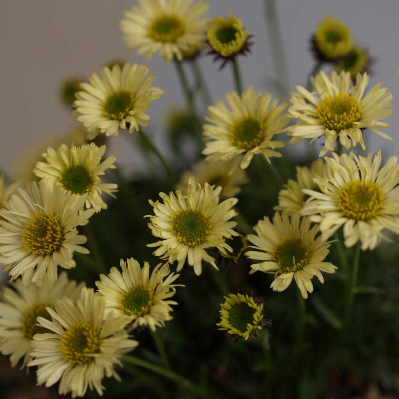 Erigeron flettii var. distler plant