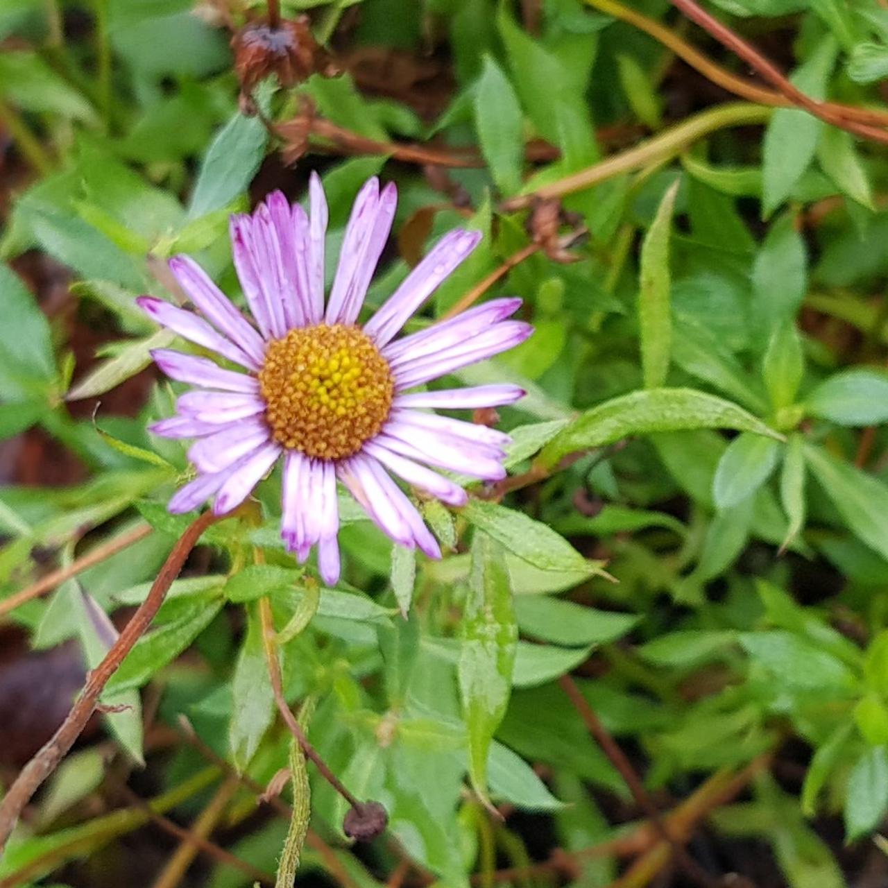 Erigeron karvinskianus 'Lavender Lady' plant