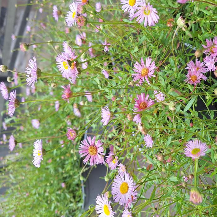 Erigeron karvinskianus 'Lavender Lady' plant