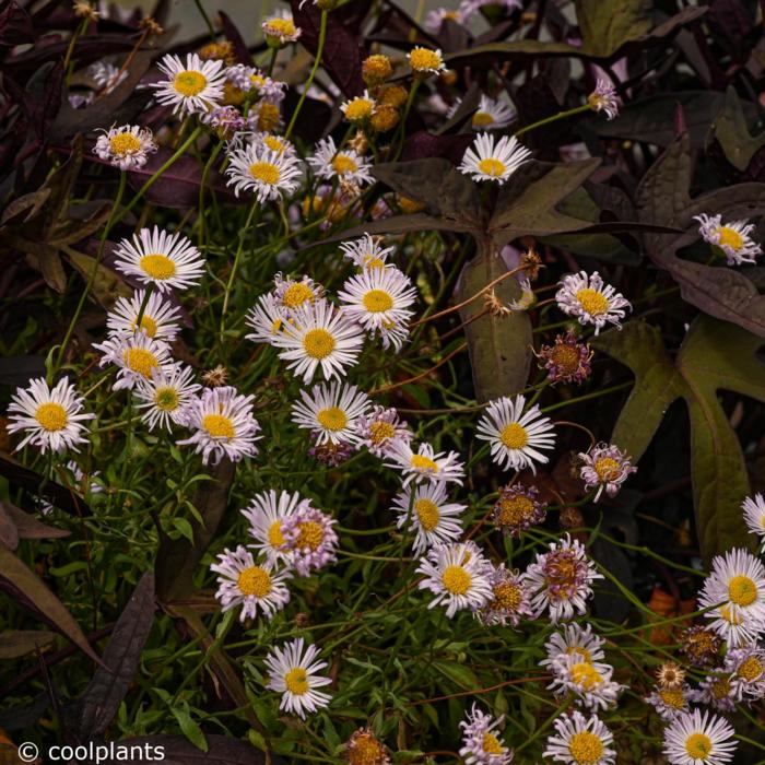 Erigeron karvinskianus 'Lavender Lady' plant