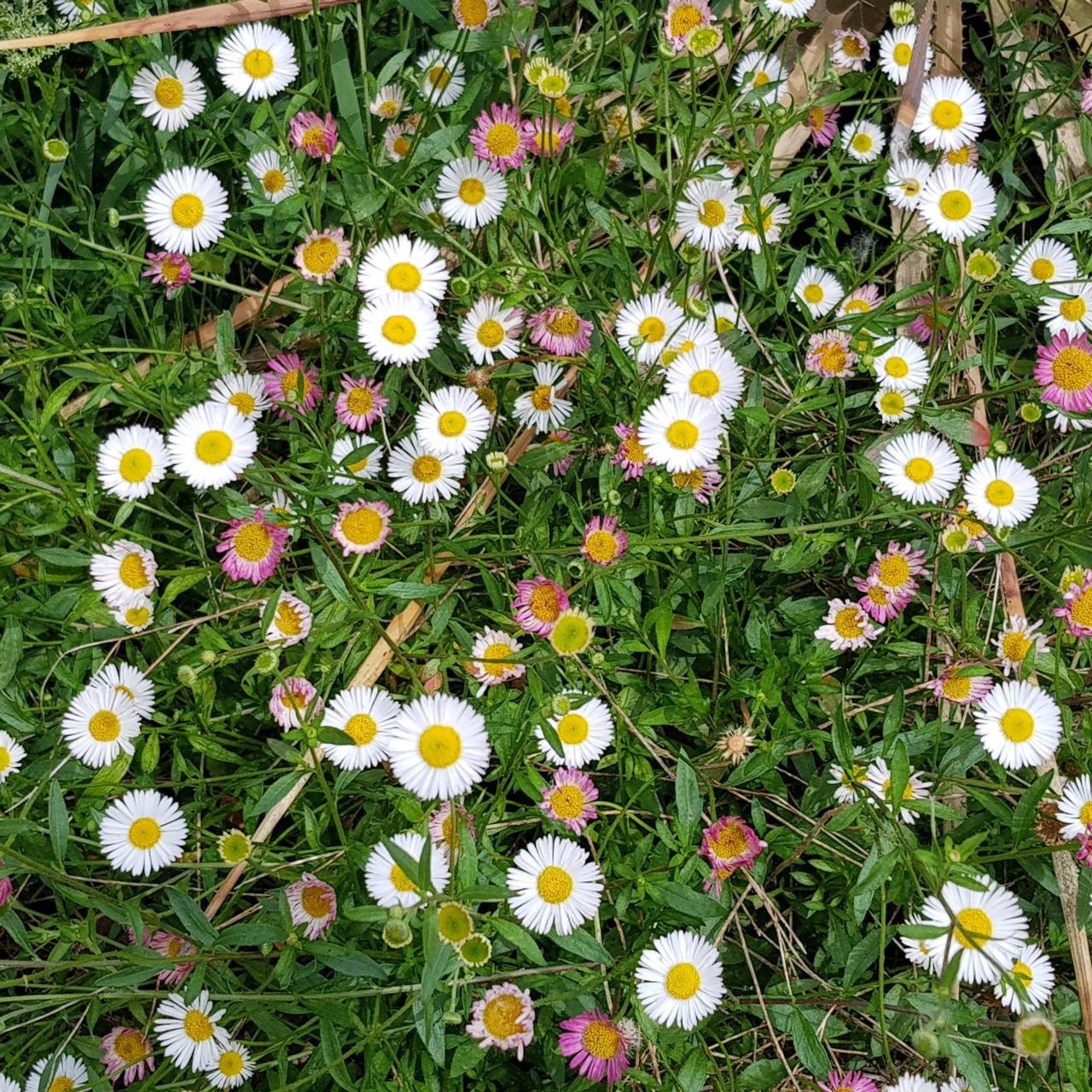 Erigeron karvinskianus plant