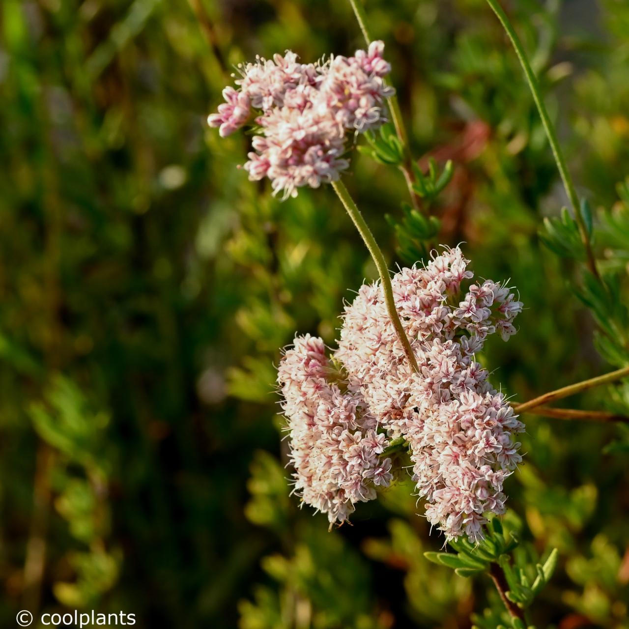 Eriogonum fasciculatum plant