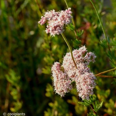 eriogonum-fasciculatum