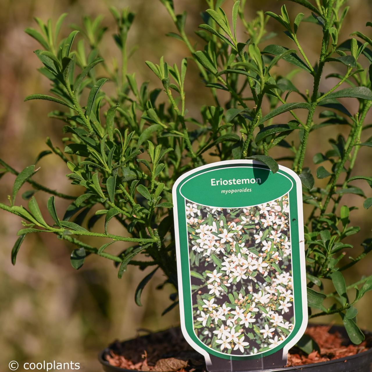 Eriostemon myoporoides plant