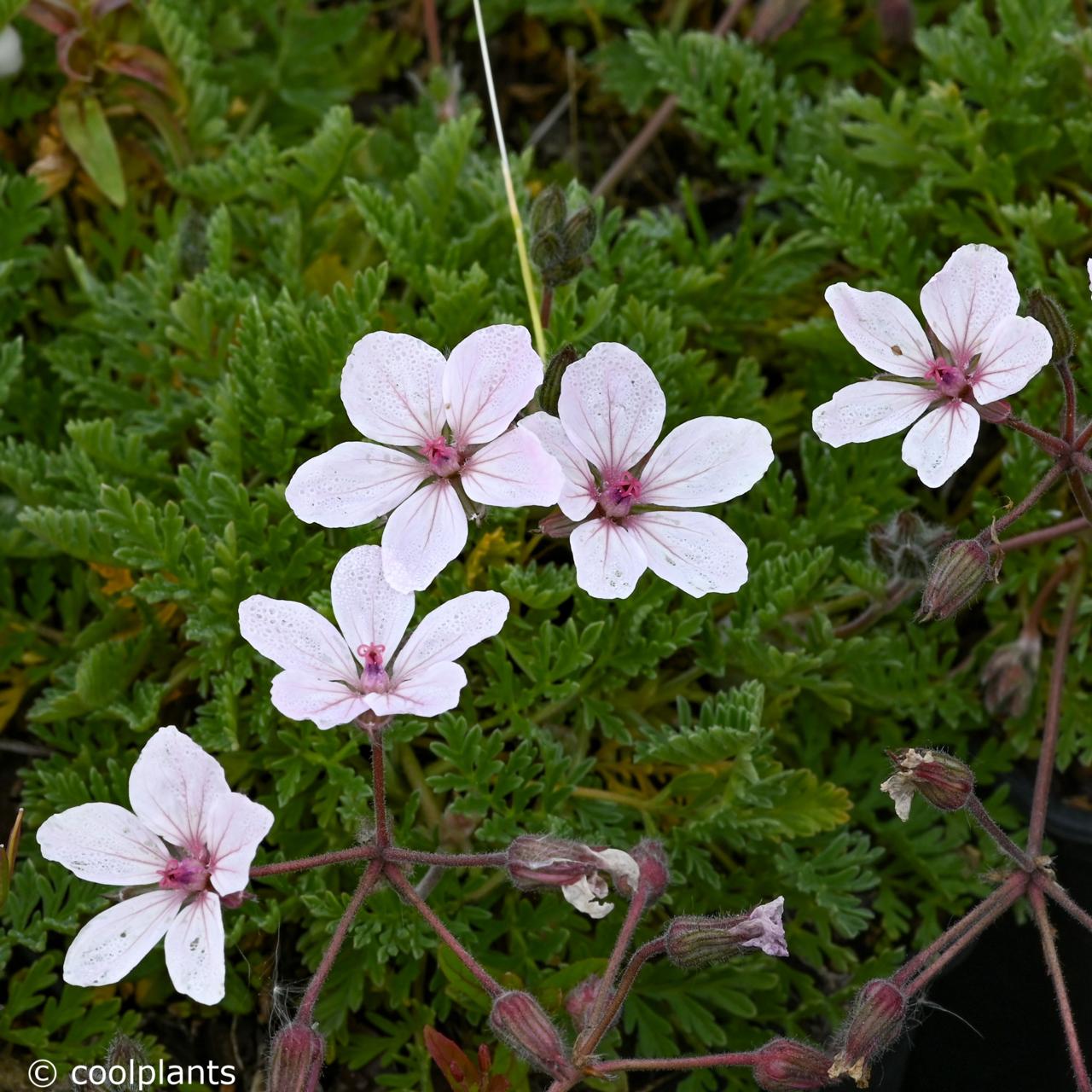 Erodium 'Caroline' plant