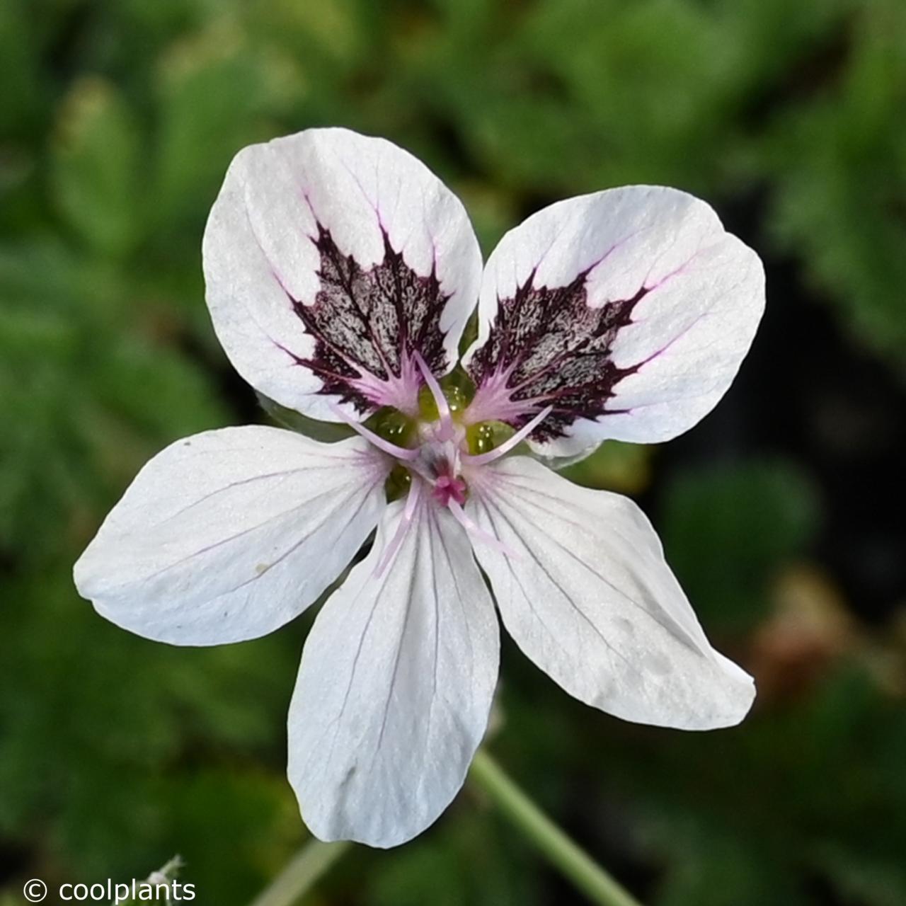 Erodium 'Stephanie' plant