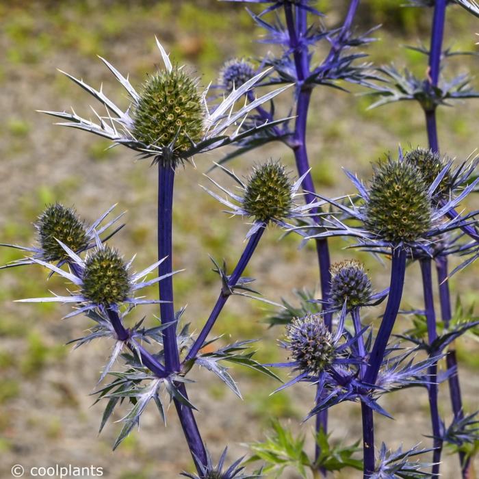 Eryngium bourgatii 'Lapis Blue' plant