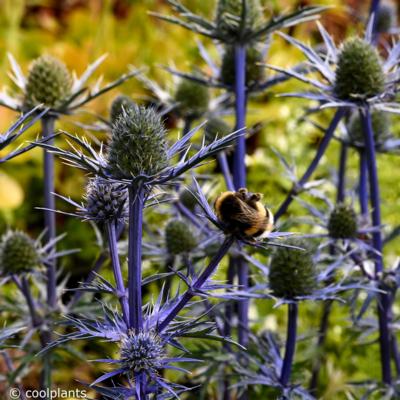 eryngium-bourgatii-lapis-blue
