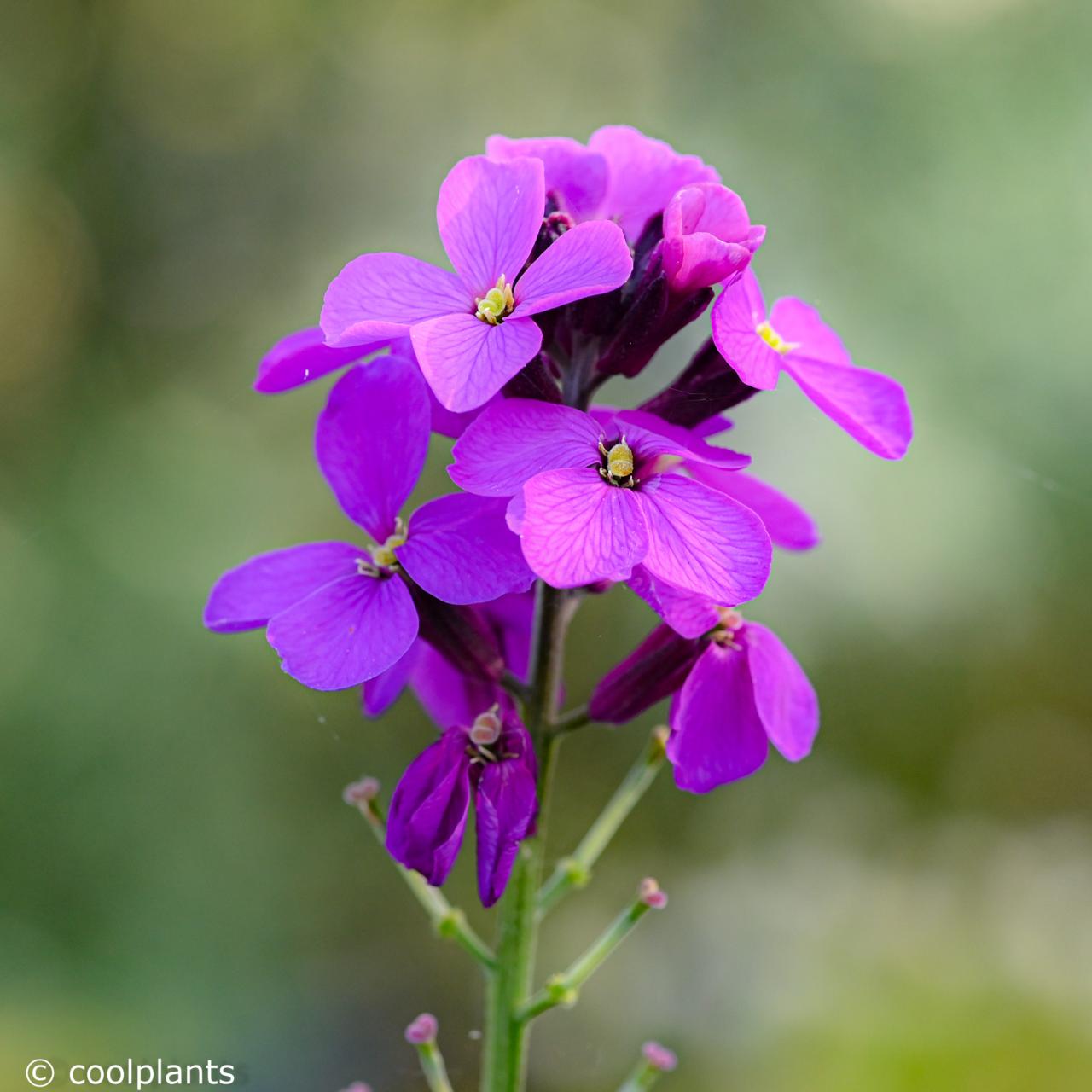 Erysimum 'Bowles' Mauve' plant