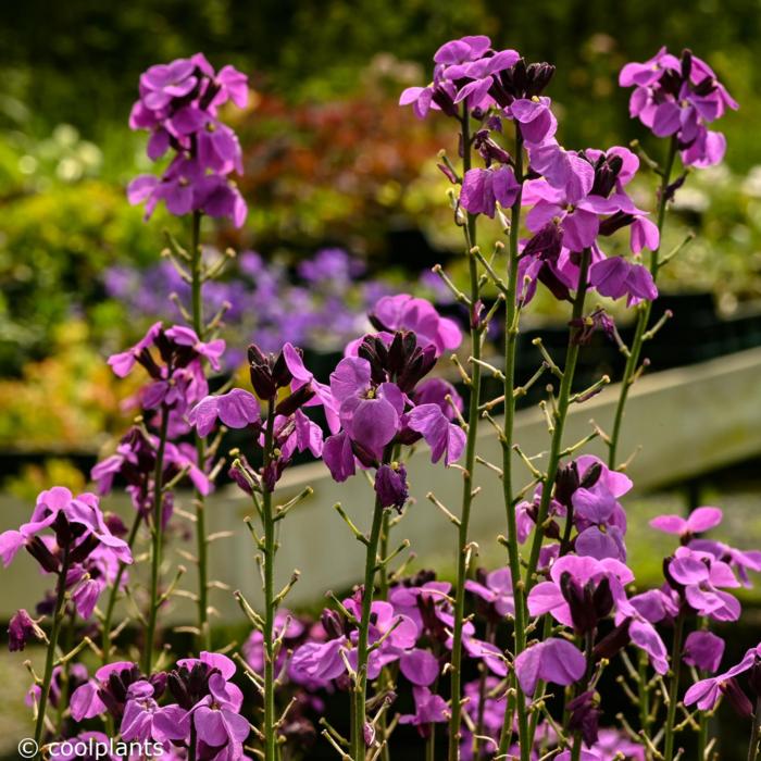 Erysimum 'Bowles' Mauve' plant