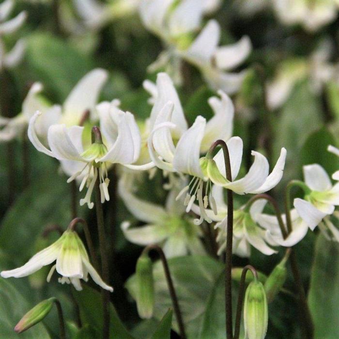 Erythronium californicum 'White Beauty' plant