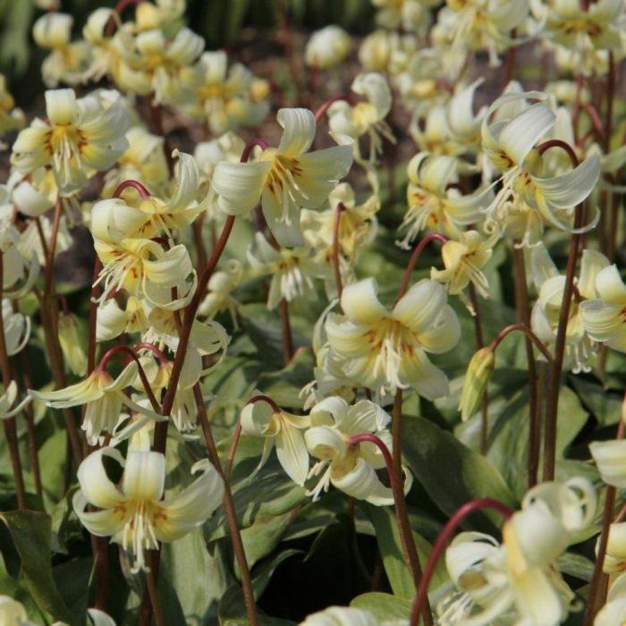 Erythronium californicum 'White Beauty' plant