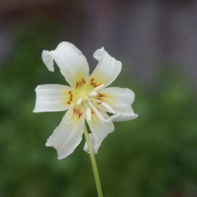 erythronium-californicum-white-beauty