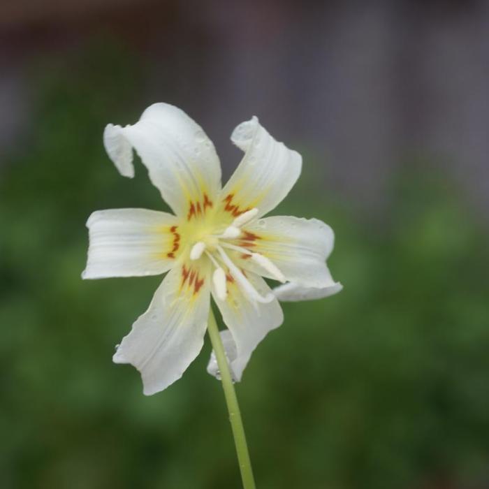 Erythronium californicum 'White Beauty' plant