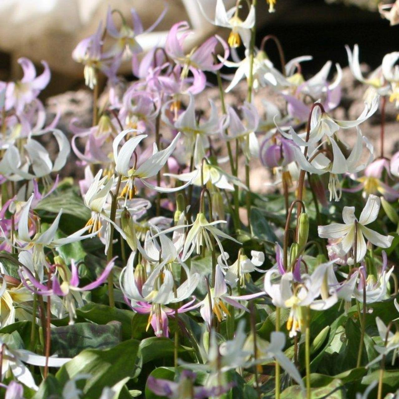 Erythronium californicum x revolutum plant