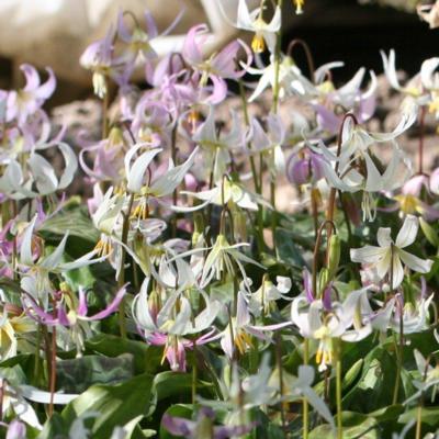 erythronium-californicum-x-revolutum