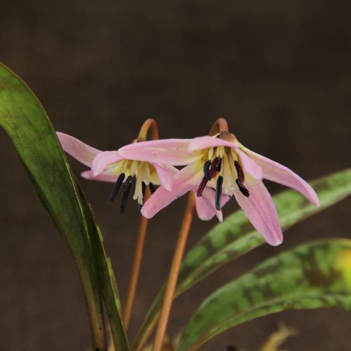 Erythronium dens-canis 'Lilac Wonder' plant