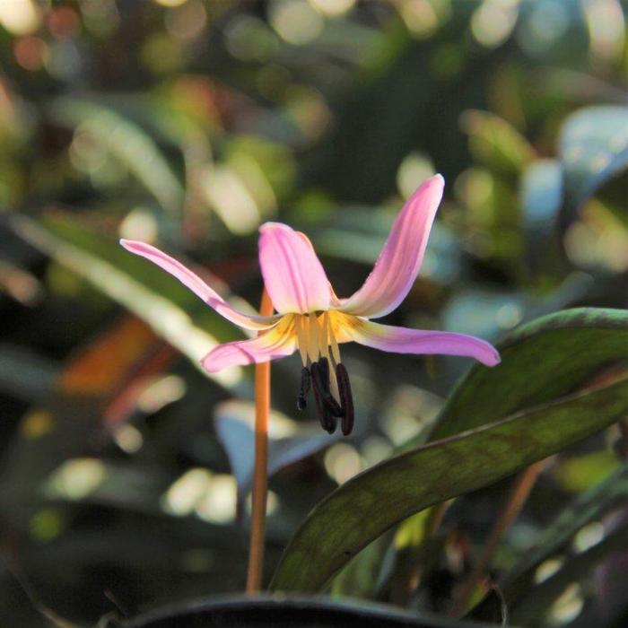 Erythronium dens-canis 'Lilac Wonder' plant