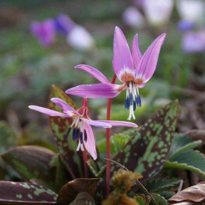 Erythronium dens-canis 'Purple King' plant