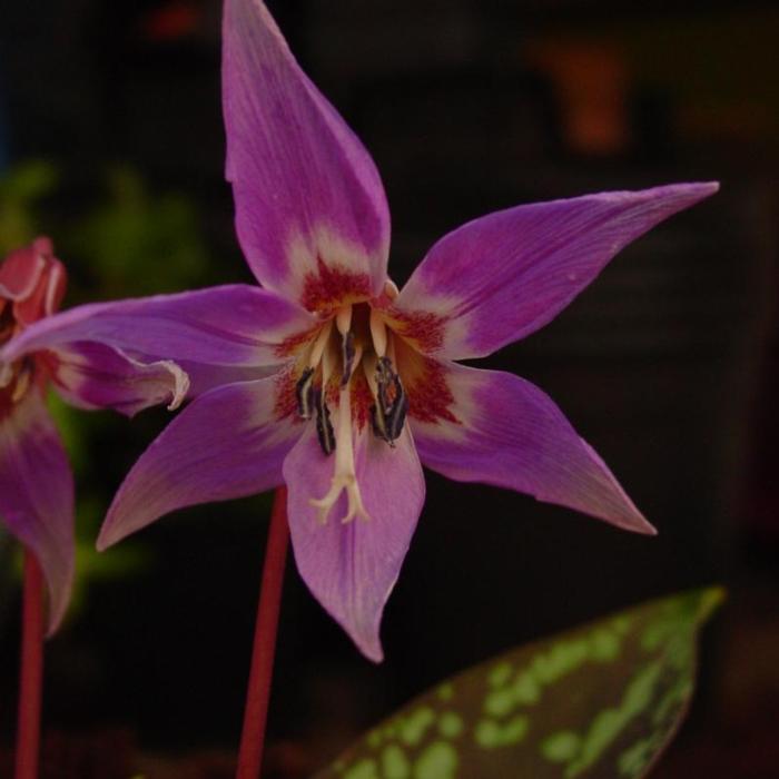 Erythronium dens-canis 'Purple King' plant