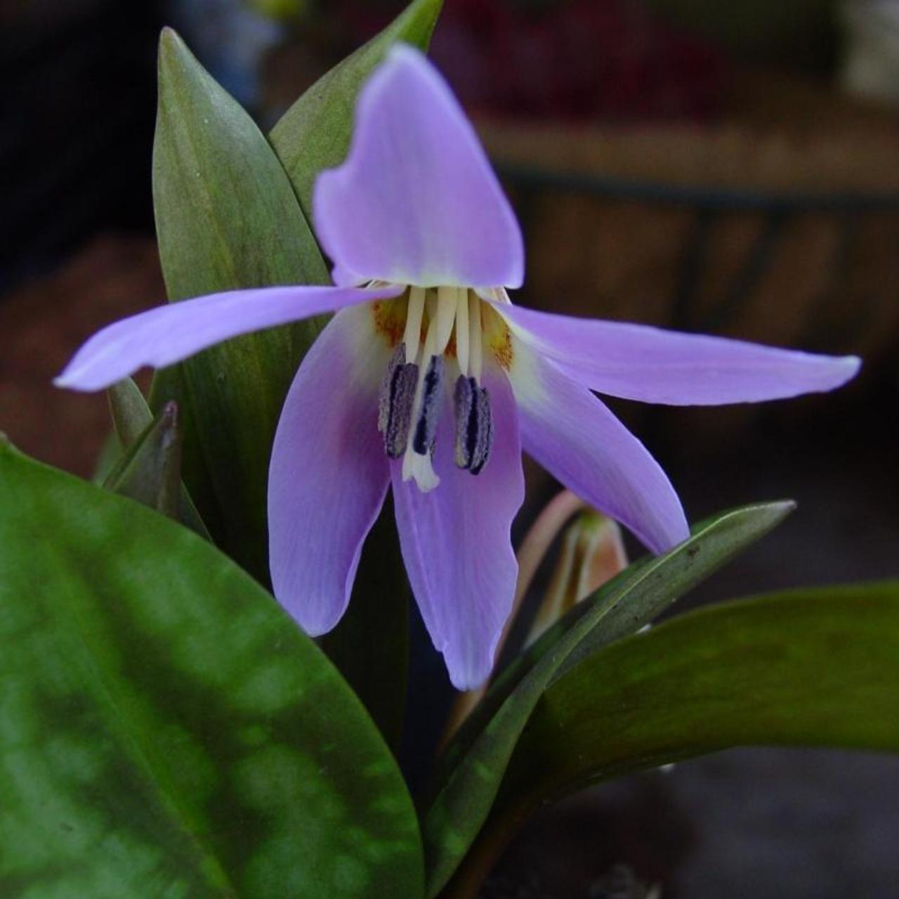 Erythronium dens-canis 'Rose Queen' plant