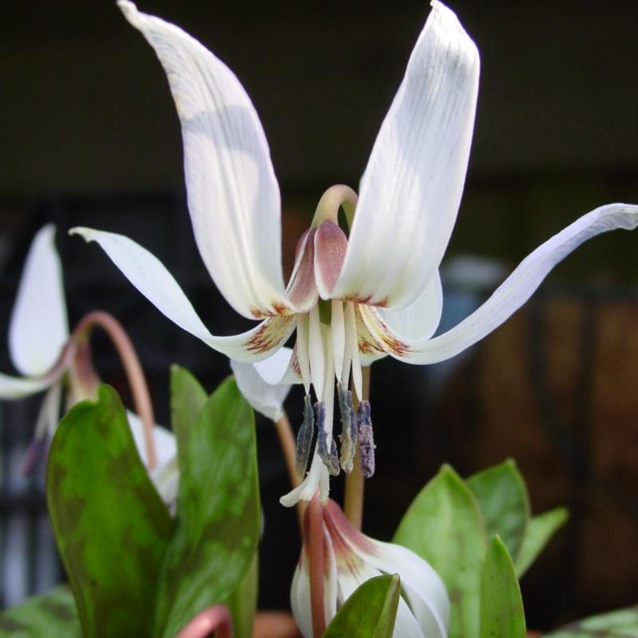 Erythronium dens-canis 'Snowflake' plant